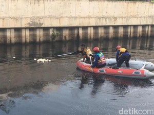 Perburuan Buaya Kali Grogol Belum Berakhir