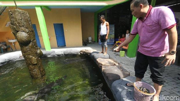 Bicara Ikan Arapaima, Menteri Susi: Serahkan ke Balai Karantina