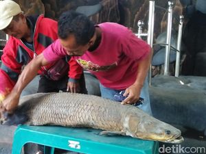 Dibuang Sayang, Arapaima Mati Milik Masudin Dijadikan Hiasan Rumah