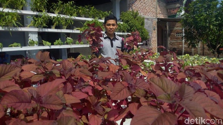 Tinggalkan Profesi Pelayar, Yahya Pilih jadi Petani Hidroponik Tinggalkan Profesi Pelayar, Yahya Pilih jadi Petani Hidroponik