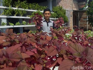 Tinggalkan Profesi Pelayar, Yahya Pilih jadi Petani Hidroponik