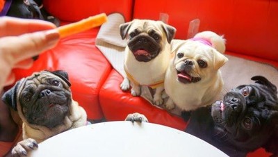 Di Kafe Ini, Pengunjung Bisa Makan Bareng 12 Anjing Pug
