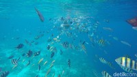 Soal kejernihan air, dan ikan yang berwarna-warni, Cebu tidak kalah dengan spot snorkeling atau diving lain di dunia. Pastas jika turis dari negeri K-Pop banyak yang main ke sini. (Syanti/detikTravel)