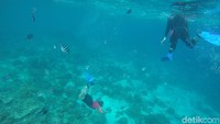 Kebanyakan turis asal Negeri Gingseng snorkeling dan diving di Cebu. (Syanti/detikTravel)