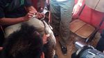 Ini Buaya 1 Meter yang Ditangkap di Roxy Jakarta