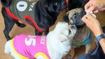 Di Kafe Ini, Pengunjung Bisa Makan Bareng 12 Anjing Pug