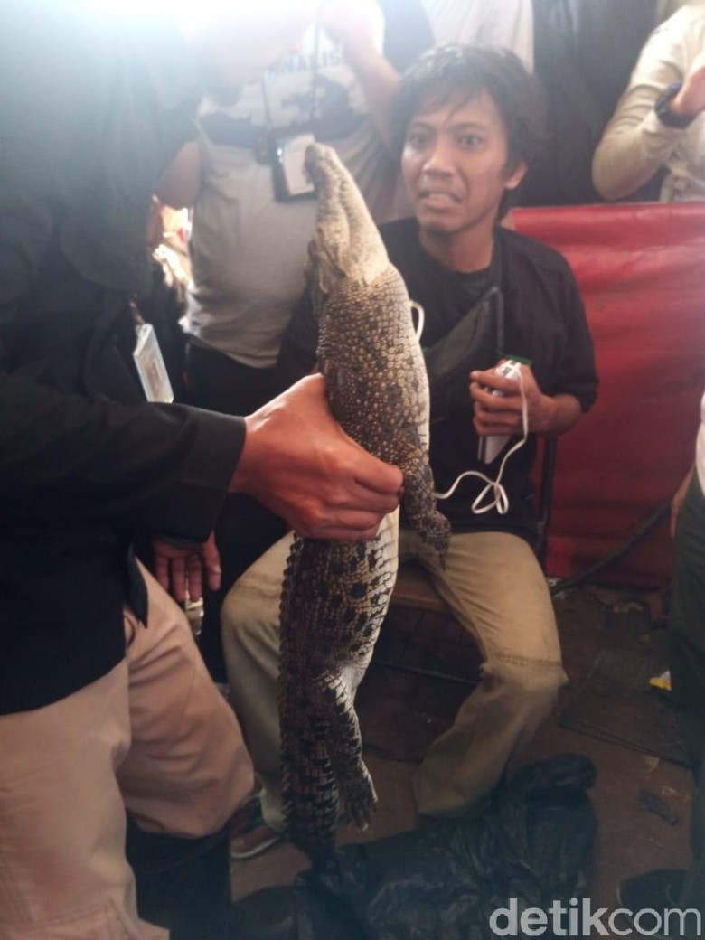   Crocodile makes impressive Jakarta Dead One, 2 other mysterious 