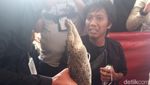 Ini Buaya 1 Meter yang Ditangkap di Roxy Jakarta