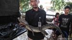 Buaya yang Bikin Heboh di Jakarta Ditangkap