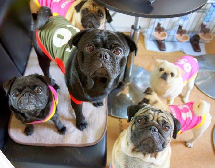 Di Kafe Ini Pengunjung Bisa Makan Bareng 12 Anjing Pug Foto 2