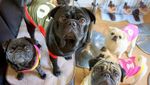 Di Kafe Ini, Pengunjung Bisa Makan Bareng 12 Anjing Pug