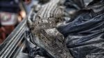 Buaya yang Bikin Heboh di Jakarta Ditangkap