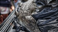  Buaya tersebut kini diserahkan oleh pihak Balai Konservasi  Sumber Daya Alam Jakarta. Buaya tersebut bukan buaya yang dicari oleh warga yang sempat muncul beberapa hari lalu di Kali Grogol. 