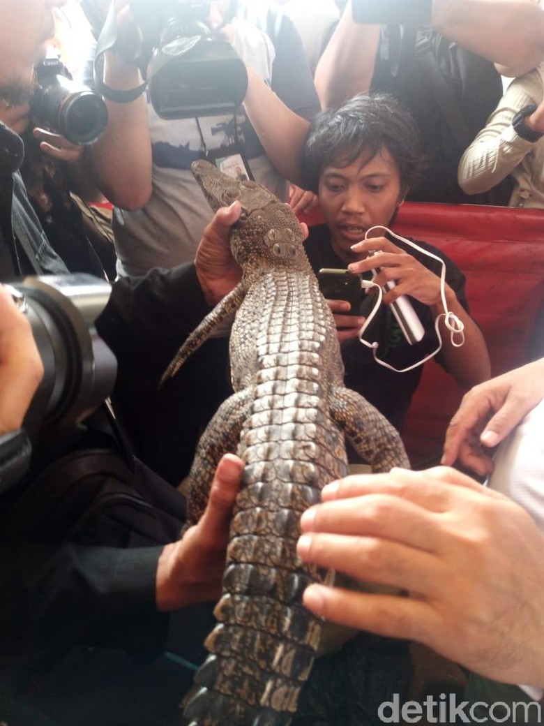   Villagers capture crocodiles in the middle Roxy fishing lizard 