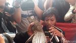 Ini Buaya 1 Meter yang Ditangkap di Roxy Jakarta