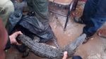 Ini Buaya 1 Meter yang Ditangkap di Roxy Jakarta