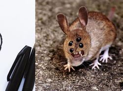 Ketika Gambar Anak Dibuat Nyata Ayahnya Pakai Photoshop