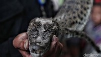 Buaya yang memiliki ukuran satu meter itu ditemukan oleh warga Roxy saat memancing di kawasan Latumenten Kali Grogol,  Jakarta Barat. 