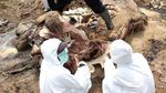 Potret Gajah Betina yang Mati Mengenaskan di Bengkulu
