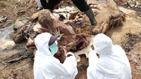 Balai Konservasi dan Sumber Daya Alam (BKSDA) Bengkulu mengatakan gajah betina yang mati tersebut diperkirakan berusia 20 tahun. Penyebab kematian saat ini masih diselidiki