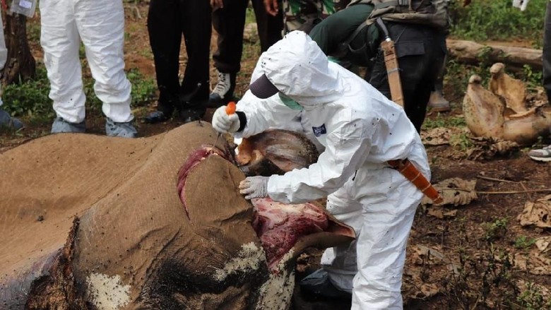 Teka-teki Kematian Mengenaskan Gajah Betina di Bengkulu Teka-teki Kematian Mengenaskan Gajah Betina di Bengkulu