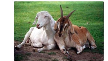 Laporan dari bandara mengabarkan Messi dan Ronaldo menunggu pesawat buat pulang. Foto: Twitter