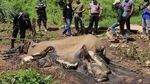 Potret Gajah Betina yang Mati Mengenaskan di Bengkulu