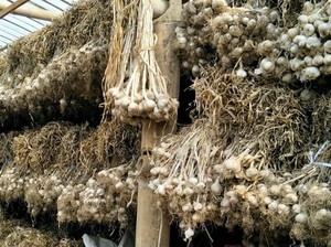 Industri Makanan Wajib Tanam Bawang Putih, Ini Alasannya