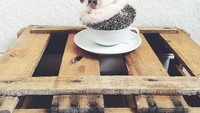 Waduh, landak ini emang suka banget berpose di atas cangkir kopi. Lihat aja gayanya saat dipotret sang pemiliknya ini. Nggak bergerak tapi malah berpose.Foto: Instagram mr.pokee