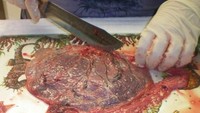 Plasenta jadi tren makanan ekstrem yang sering disantap orang. Menurut sebagian orang, plasenta bisa membuat seseorang awet muda. Foto: Istimewa