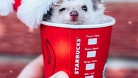 Begini pose landak lucu itu saat merayakan Natal pada tahun lalu. Mengenakan topi Santa sambil masuk ke dalam cangkir kopi Starbucks edisi Natal.Foto: Instagram mr.pokee