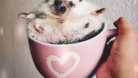 Kalau kamu dikasih latte art berbentuk landak dengan tangan dan kaki terbuka begini mau nggak? Mr Pokee mau mau aja ya bergaya layaknya krim latte art di atas cangkir. Hihi Foto: Instagram mr.pokee