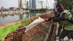 Tanaman Hias Percantik Danau Sunter