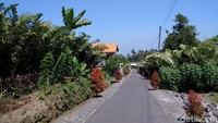 Jalanan sekitar Desa Wisata (Dewi) Pulesari dengan pemandangan pohon-pohon salak yang subur (Ristu Hanafi/detikTravel)