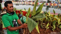 Petugas menunjukkan salah satu tanaman hias yang dipasang disisi danau sunter.