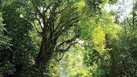 Taman Negara, wisata alam Malaysia yang menampilkan hutan rimba. Dalam captionnya, Suarez menuliskan dengan bahasa latin dan bahasa Malaysia (luissuarez9/Instagram)