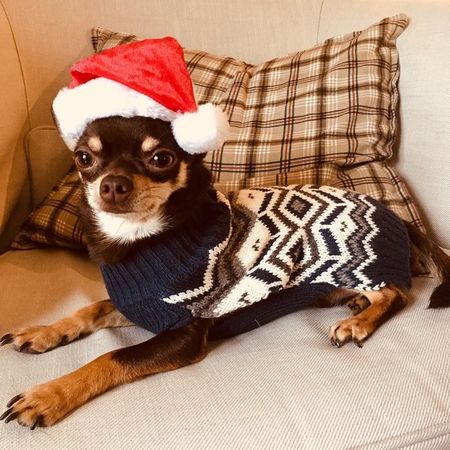 Di samping itu, ia juga pecinta binatang. Tak jarang, Cheryl Cole mengunggah foto-foto aksi anjing kesayangannya yang menggemaskan di Instagram. (Foto: Instagram/@cherylofficial)