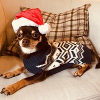 Di samping itu, ia juga pecinta binatang. Tak jarang, Cheryl Cole mengunggah foto-foto aksi anjing kesayangannya yang menggemaskan di Instagram. (Foto: Instagram/@cherylofficial)