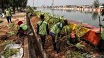 Tanaman Hias Percantik Danau Sunter