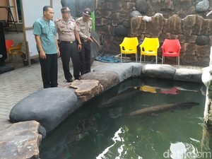 Polisi Datangi Rumah Warga Jombang Pemelihara Ikan Arapaima