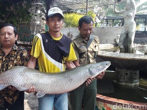 Satu Lagi Arapaima Gigas Terjaring di Sungai Surabaya