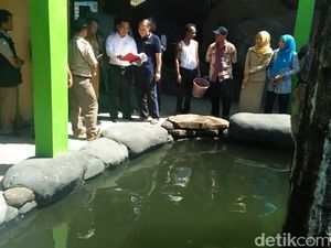 Masudin Di-deadline 1 Bulan Serahkan Arapaima Peliharaannya