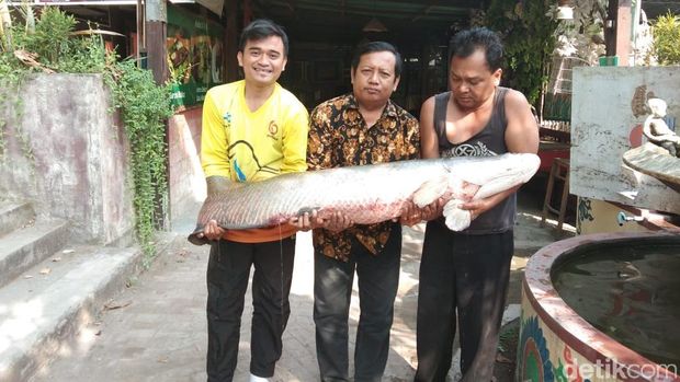 Saat ditangkap, ikan ini mengoyak jaring milik warga