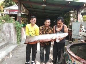 Arapaima Gigas Tertangkap di Sungai Surabaya, Berapa Beratnya?