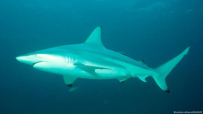 Duh! Pria Ini Curi Hiu dari Akuarium & Didandani Seperti Bayi