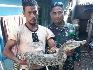 Pemancing Tangkap Buaya di Sungai Citarum Bandung