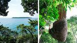 Indahnya Restoran Pohon dengan Panorama Laut Lepas