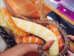 Guru Cantik Hobi Main Ular Curi Perhatian Netizen