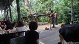 Makan Bersama Orangutan di Singapura, Bagaimana Rasanya?