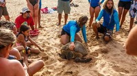 Fernando de Noronha adalah rumah bagi banyak satwa. Habitat penyu saja masih terawat baik di sana (CNN Travel)
